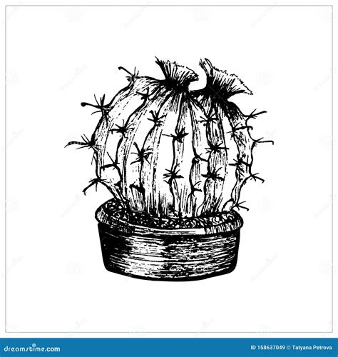 Cactus Sketch Hand Drawn Small Round Cactus In A Pot Vector