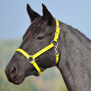 sunflower yellow turnout halter lead  horse tack