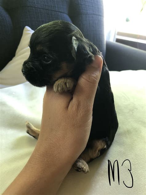 We do not currently have yorkiepoo puppy's ready for their forever homes. YorkiePoo Puppies For Sale | Delano, MN #300535 | Petzlover
