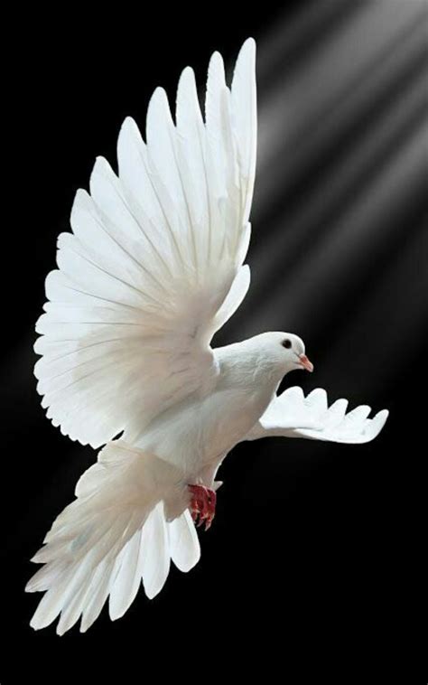 Pin By Ian Sneddon On Bird Paintings Dove Tattoos White Pigeon Dove