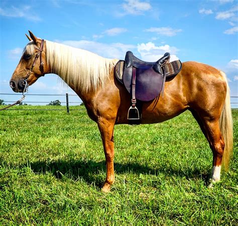 Old Kentucky Saddler Mountain Pleasure Horse — Discoverthehorse