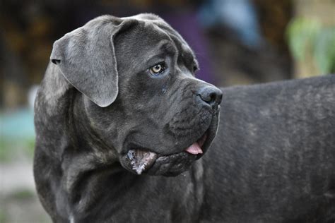 Tout Savoir Sur Le Cane Corso • Emprunte Mon Toutou