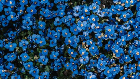 Download Wallpaper 1920x1080 Flowers Blue Bloom Plant