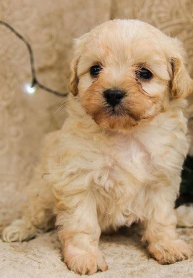 Maltipoo Full Grown Maltipoo