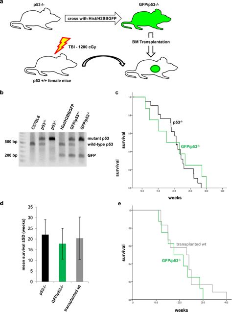 Generation And Characterization Of A Gfp P53 −− Mouse Model A