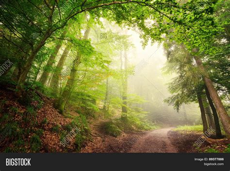 Natural Archway Trees Image And Photo Free Trial Bigstock