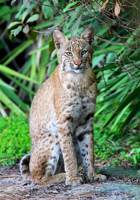 Wild Bobcat Lynx Rufus Florida Trip By Steve Byland Felines