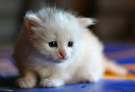 Anak Kucing: Anak Kucing
