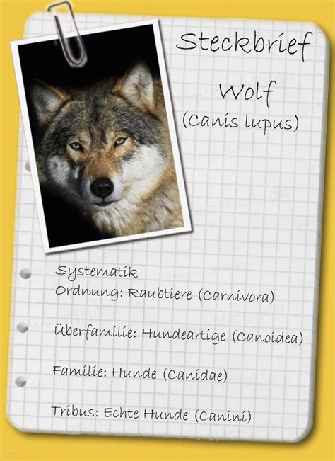 Steckbrief Tier Vorlage Luxus Steckbrief Der Wolf Ein Mythos Kehrt Heim