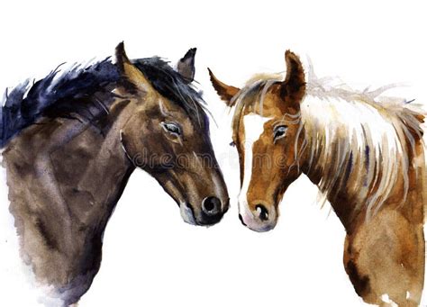 Esboço Da Aquarela Do Cavalo Ilustração Stock Ilustração De
