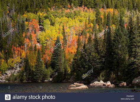 Aspen Trees In Fall Colors At Bear Lake In The Rocky Mountain National
