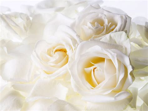 Free Download White Roses Wallpaperwhite Roses Wallpaperswhite Roses