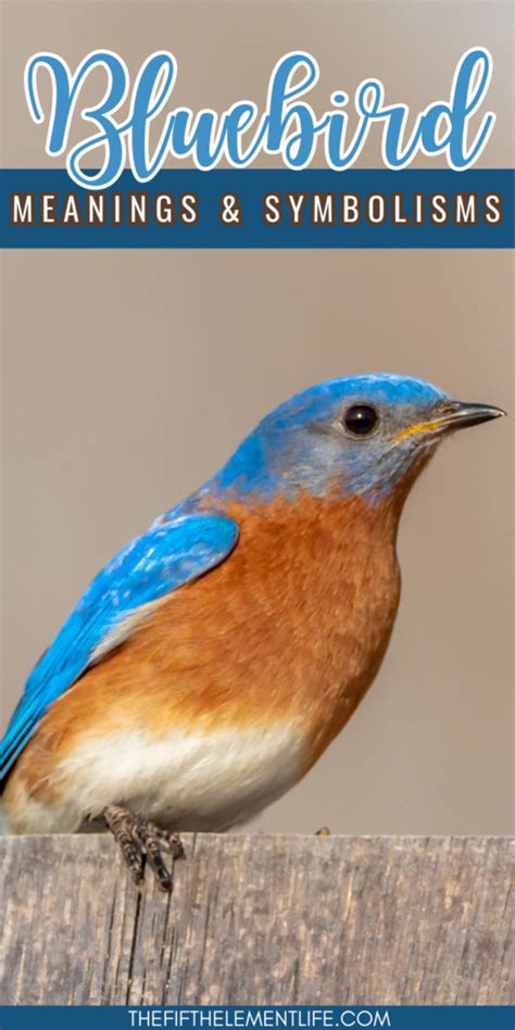 Bluebird Spiritual Meaning Dream Meaning Symbolism And More