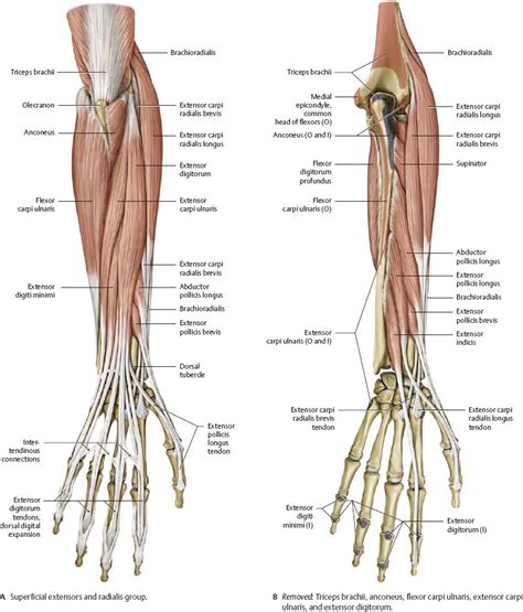 Arm Muscles Diagram Anterior Shoulder And Arm Atlas Of Anatomy