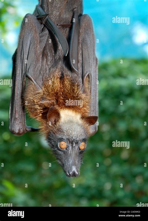 Golden Crowned Flying Fox Acerodon Jubatus Hi Res Stock Photography And