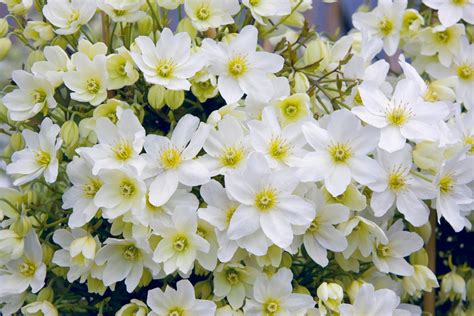 (if you cut them before they bloom, you'll be snipping the flower buds and cutting short your. How To Prune Clematis | HGTV