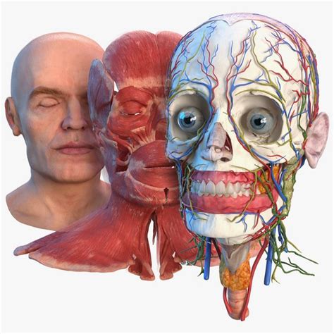 Modelo 3d Cabeza Humana Anatomía Completa Turbosquid 1474080 Ph
