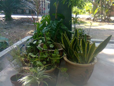 Kebanyakan isi rumah adalah dari perabot murah china. aku & kehidupan ini: pokok hiasan di luar rumah