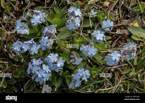 Alpine Forget Me Not Myosotis Alpestris In Flower In Upland Limestone