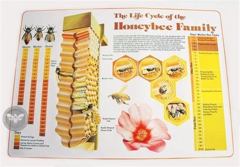 Life Cycle Of The Honeybee Poster Dancing Bee Equipment
