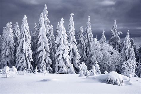 Icy Landscapes Tell A “winters Tale” Of The Snow Covered Forests Of