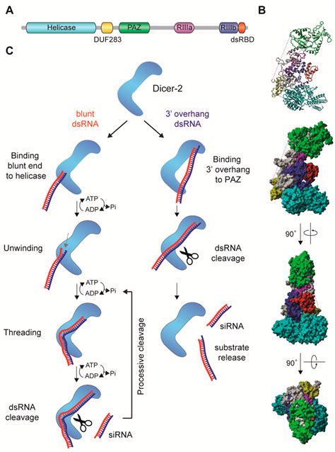 Argonaute Proteins Are At The Core Of Small Rna Silencing Pathways A Download Scientific