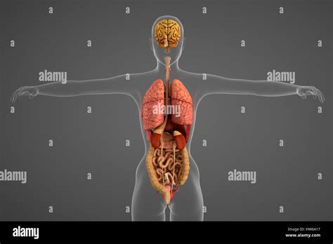 Human Internal Organs Hi Res Stock Photography And Images Alamy