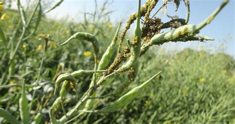 It is the vector of banana bunchy top virus (nanoviridae, babuvirus). How to protect Mustard crop from Aphid?