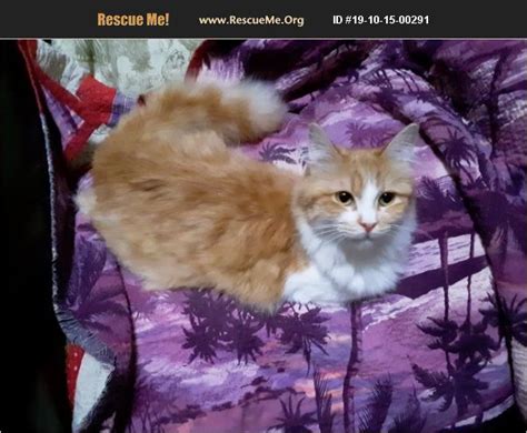 They have a characteristically long coat with adopt a norwegian forest cat. ADOPT 19101500291 ~ Norwegian Forest Cat Rescue ~ Costa ...