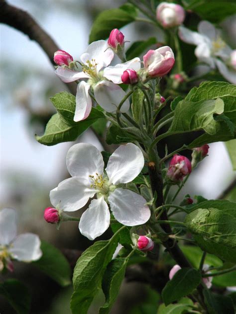 Malus Domestica Apple Apples North Carolina Extension Gardener