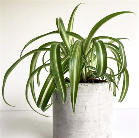 10 Best Low Maintenance Indoor Plants My Tasteful Space Plant Care Houseplant Low