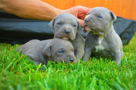 Download Cute Grey Pitbull Puppies Wallpaper
