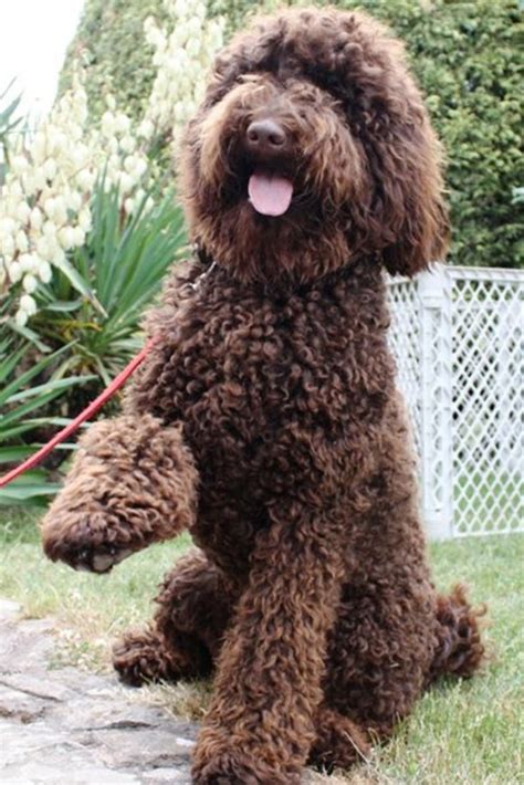 What Does A Full Grown Labradoodle Look Like 25 Examples The