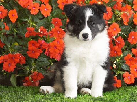 Border Collie Wallpapers Wallpaper Cave