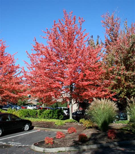 Acer Rubrum Red Sunset® Red Sunset® Red Maple From Prides Corner Farms