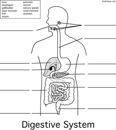 Digestive System Diagram Worksheet Unlabeled