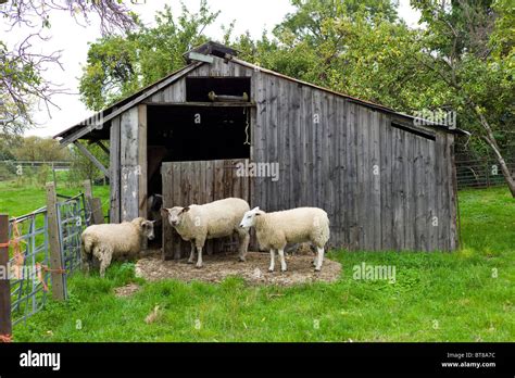 Sheep Farm Farming Hi Res Stock Photography And Images Alamy