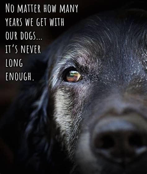Pin By P Tate On Dogs Dogs Dog Quotes Love Miss My Dog