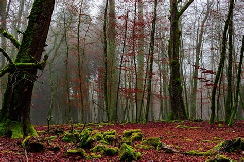 Images Fog Autumn Nature Forests Moss Trees