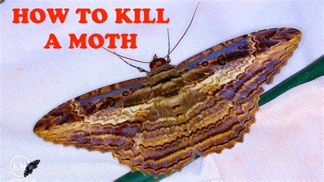 How To Euthanize A Butterfly Or Moth Specimen Youtube