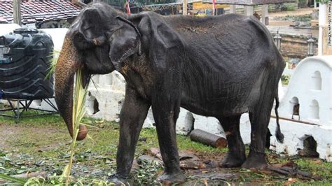 Emaciated Elephant Whose Appearance At Sri Lanka Parade Sparked
