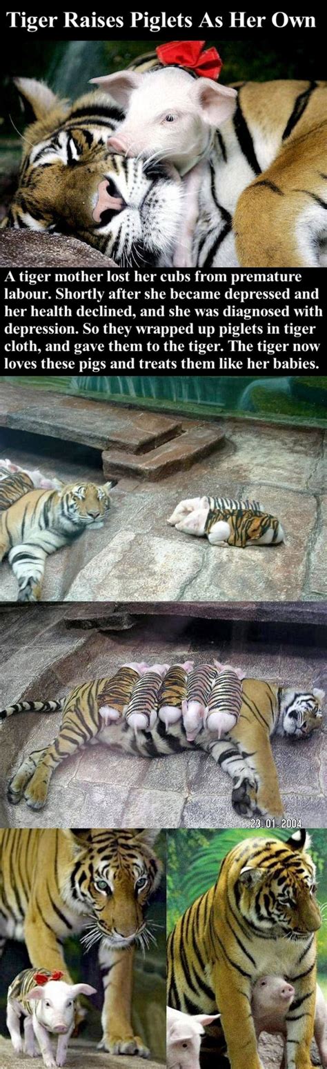 Tiger Raises Piglets As Her Own Pictures Photos And