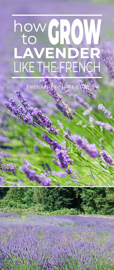 How To Grow Lavender Like The French The Garden Glove