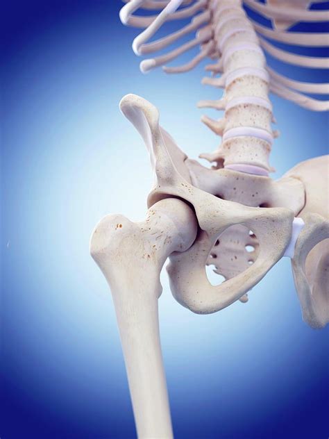 Human Hip Joint Photograph By Sebastian Kaulitzkiscience Photo Library