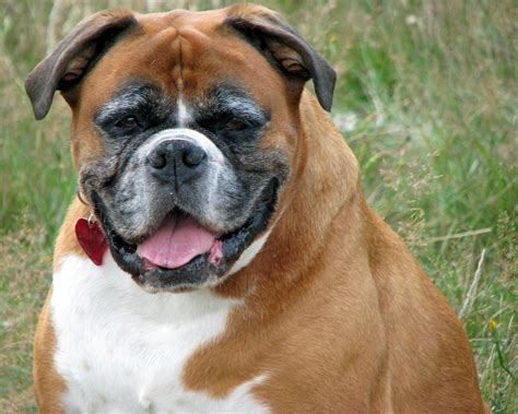 Boxer Dog Wallpapers And Pictures