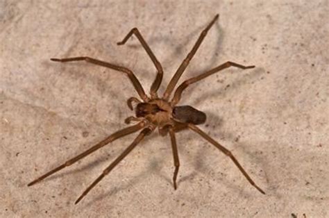 Everything About Wood How To Identify Venomous House Spiders