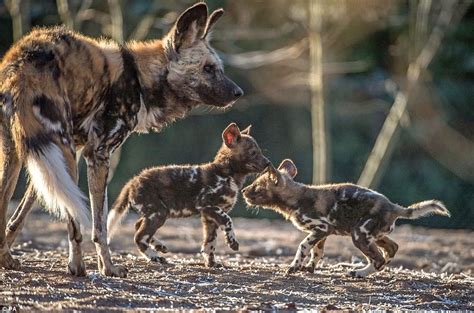 The photo has incredible quality and is very sharp! African painted dog pups are first to be born at Chester | Daily Mail Online