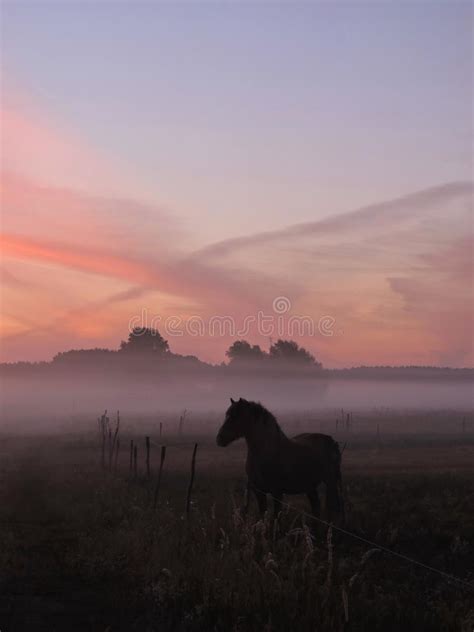 Horse In Sunrise Colors Stock Image Image Of Sunrise 58352601