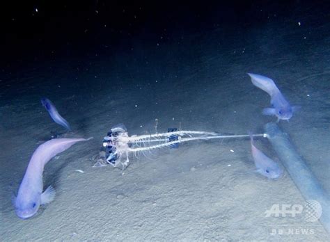 7500メートルの深海で新種の魚3種発見、南米西岸沖のアタカマ海溝 写真3枚 国際ニュース：afpbb News