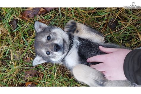 Wolfdog, wolf hybrid puppies for sale. Glory : Wolf Hybrid puppy for sale near St Louis, Missouri ...